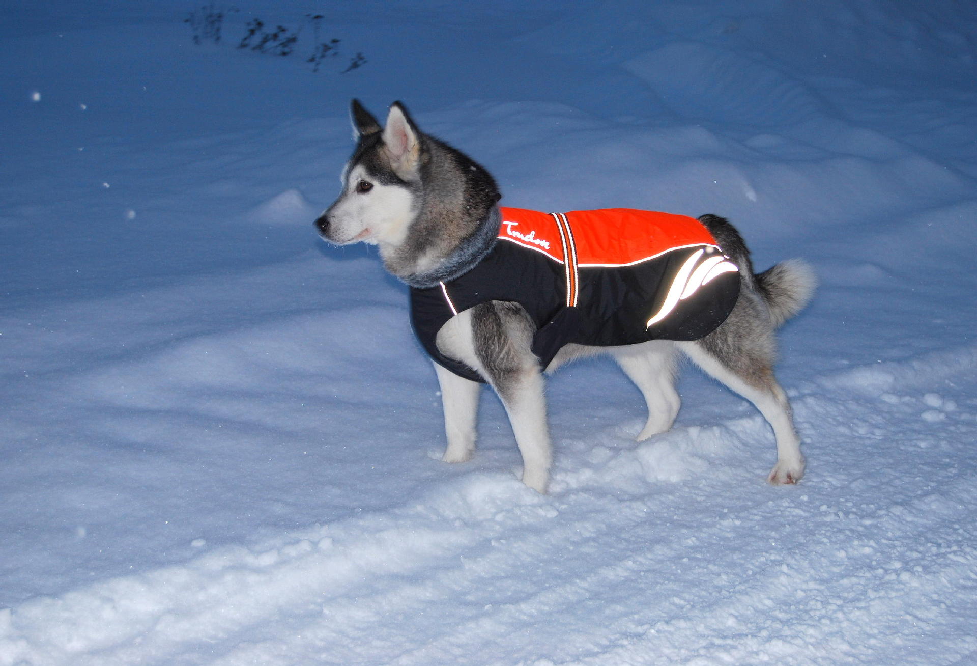 Winter Warm And Fashionable Pellet Down Jacket For Dogs